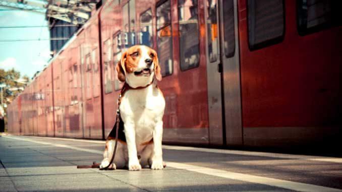 Перевозка собаки поездом без хозяина