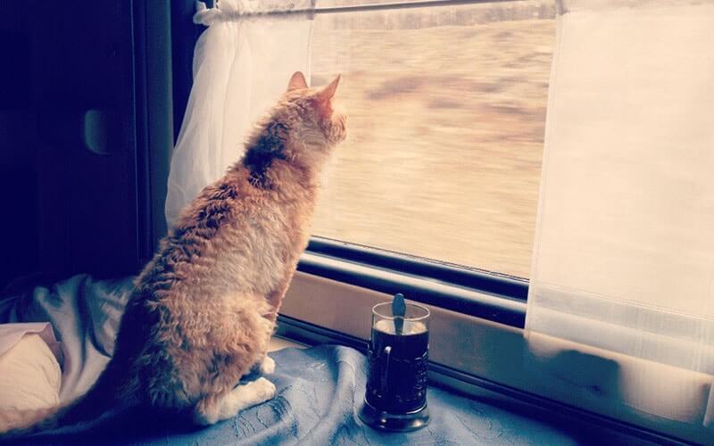 Перевоз кошек поездом без сопровождения