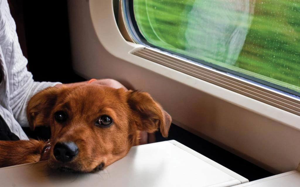 Перевозка животных поездом