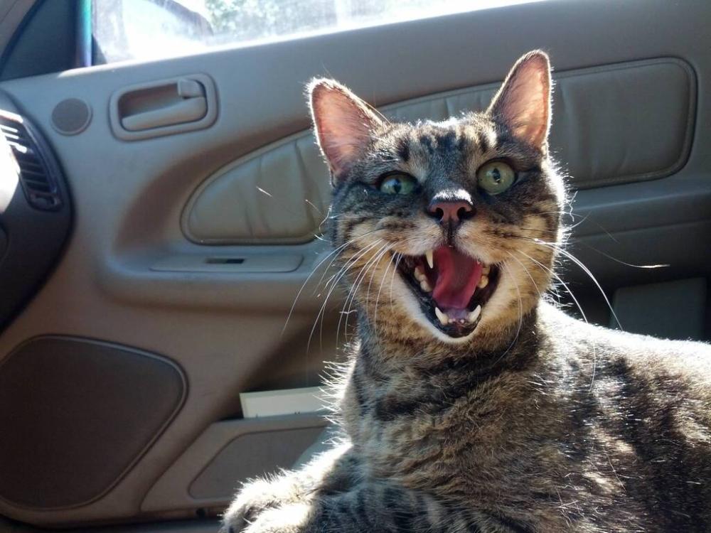 Почему кошки открывают рот при перевозке в машине