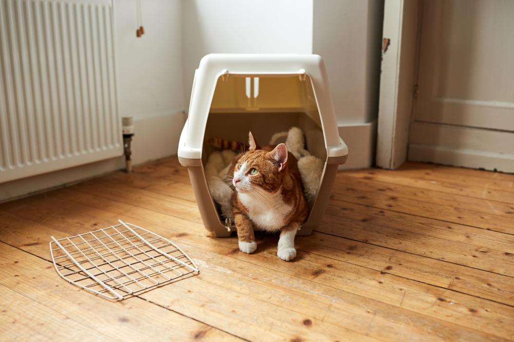 Передержка для кошек: как отдать, как найти и как подготовить себя и кошку