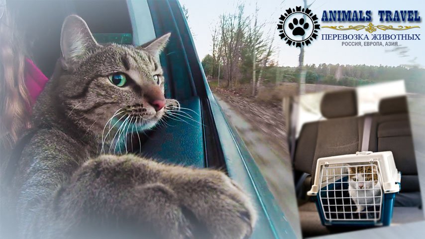 Идеи перевозки собак и кошек в автомобиле