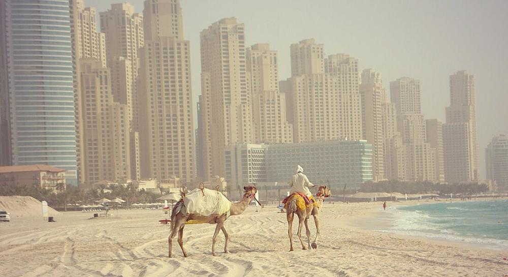 Правила перевозки животных в ОАЭ