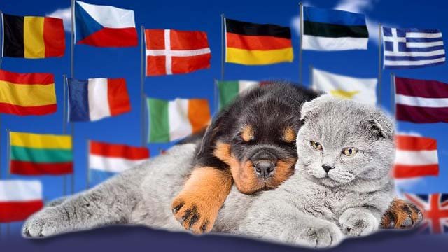 Перевозка кошек, собак в Европу
