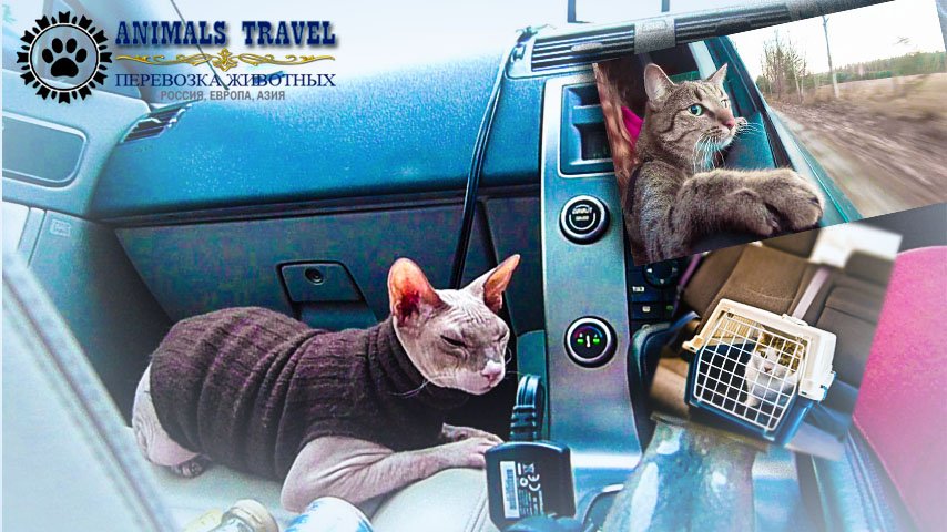 Идеи перевозки собак и кошек в автомобиле
