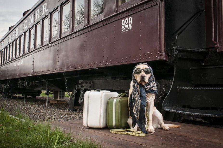 Перевозка собак в поезде
