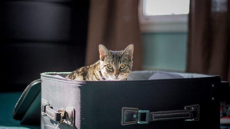 Правила перевозки кошек за границу