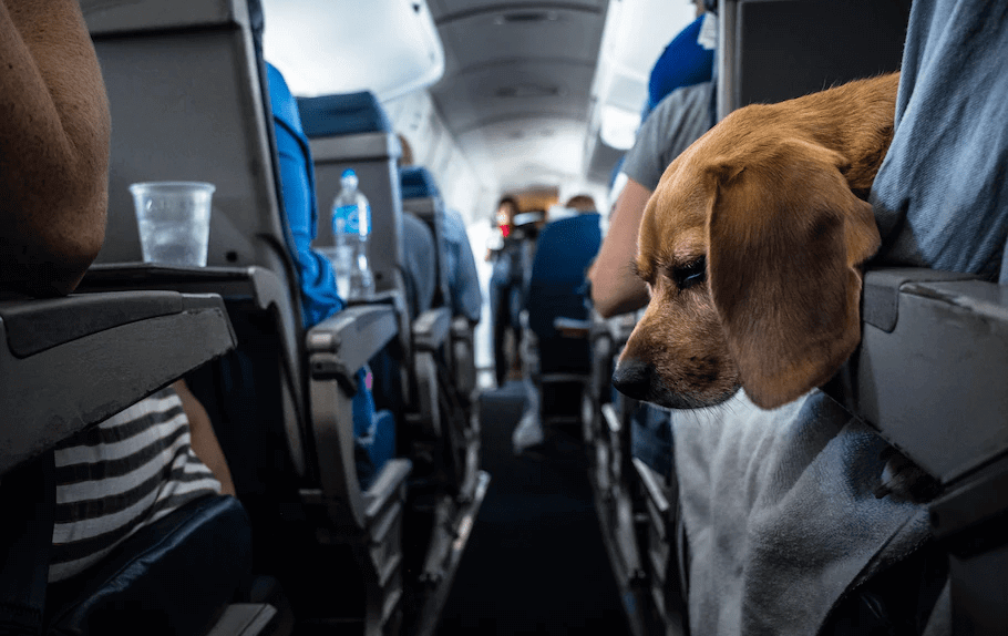 Перевозка животных в самолете: правила 2021