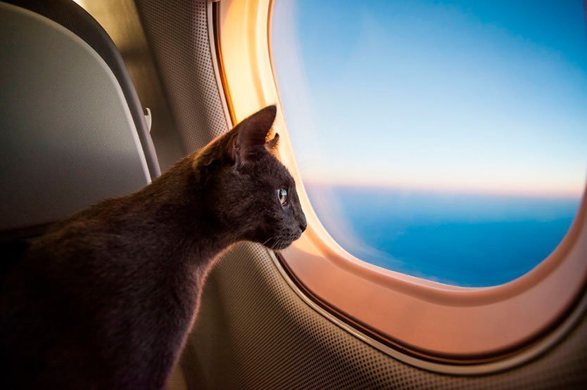 Перевозка кошки на самолёте