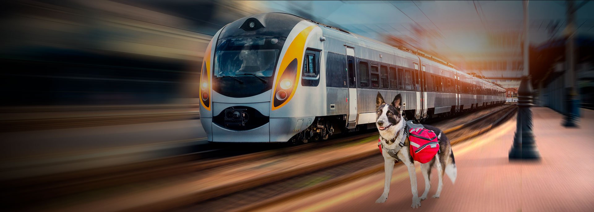 перевозка животных в поезде