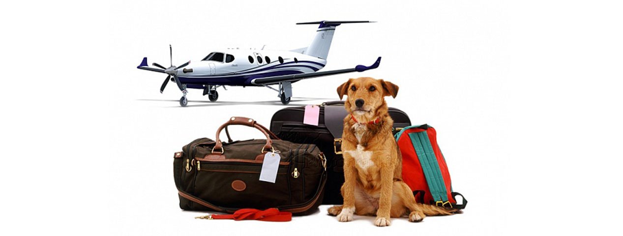 Перевозка животных в самолете по России и за границу | Animals Travel