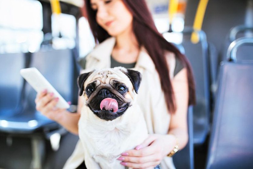 Правила перевозки животных общественным транспортом в Украине