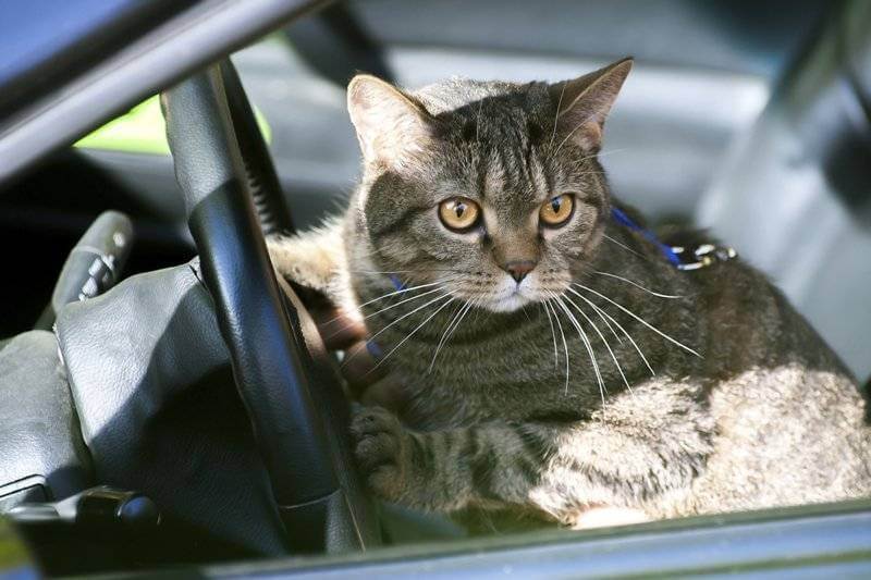 Советы для безопасного и комфортного путешествия с кошкой в машине