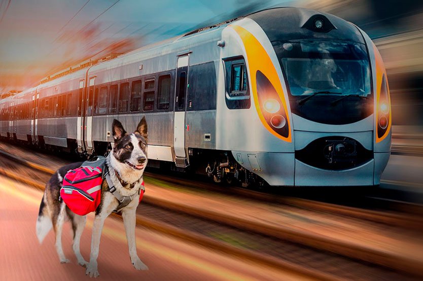 перевозка животных в поезде
