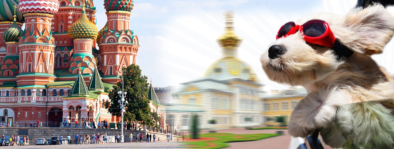 Перевозка животных по маршруту Москва-Питер
