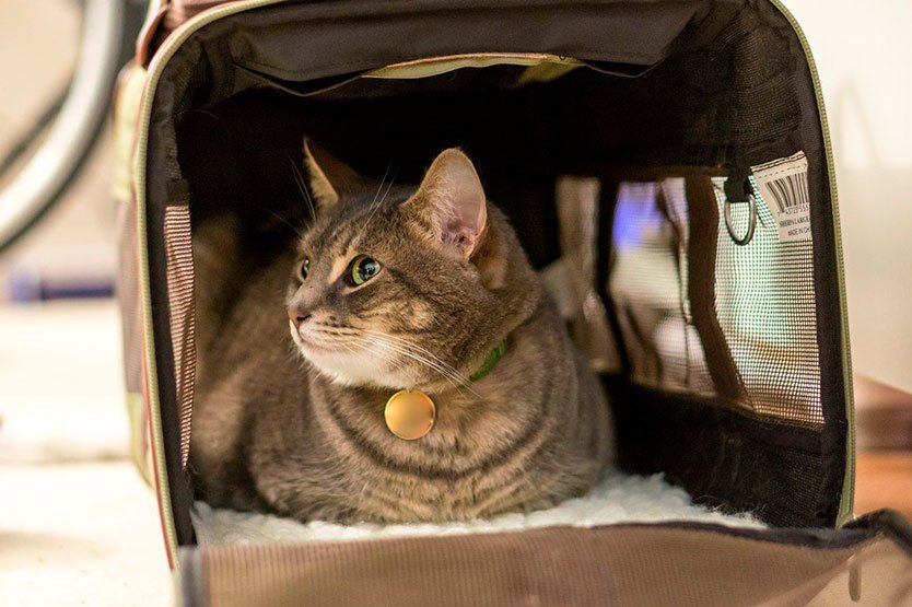 перевозка кошки поездом
