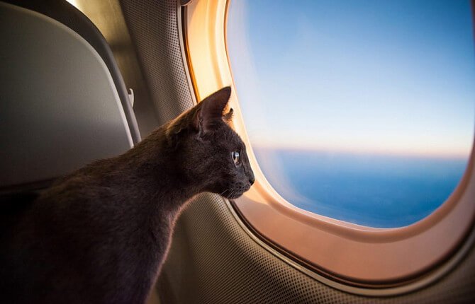 Перевозка кошек в самолете