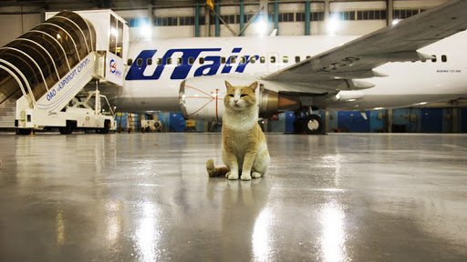 Перевозка кошек в самолете по России и за границу | Перевозка кота в  самолете