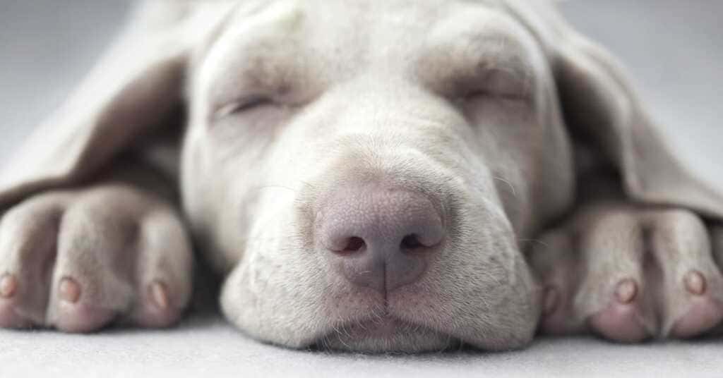 Снотворное для собак в таблетках и для перевозки: выбор специалистов