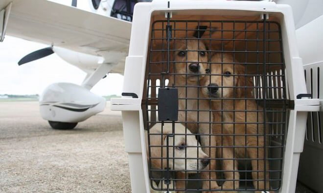 Правила перевозки собак в самолете