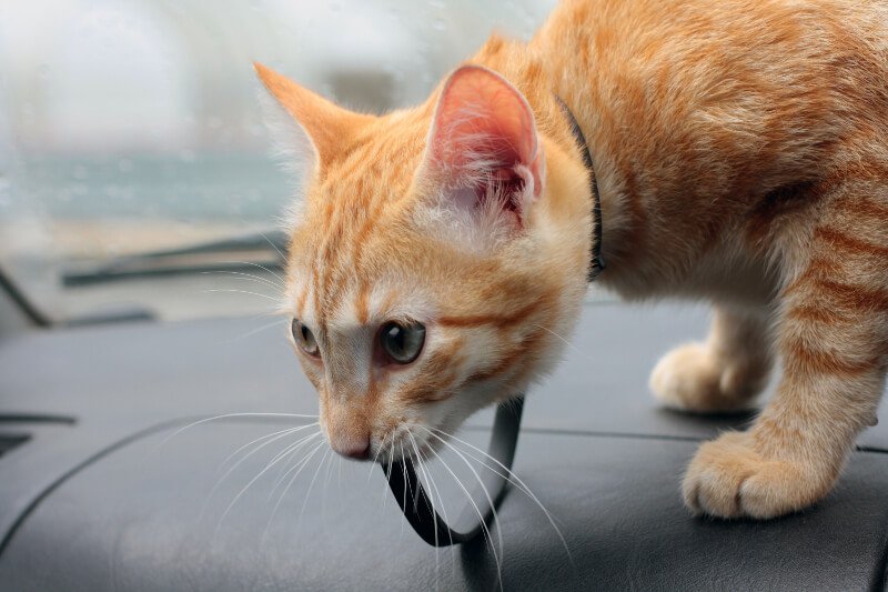 Перевозка кошки в машине