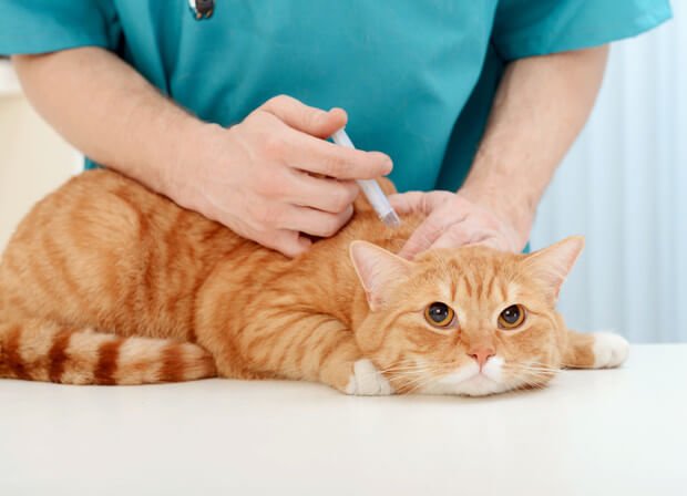 Какие прививки нужны для перевозки кошки