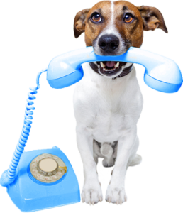 call-now_dog-price-258x300.png