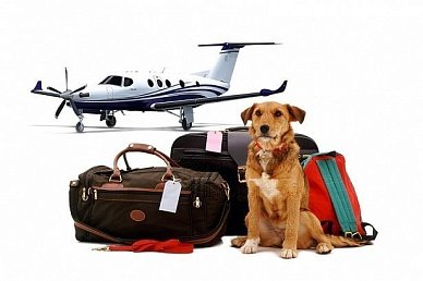 Перевозка животных в самолёте